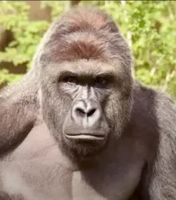 Logo for Harambe's Hombres